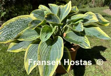 Hosta Flemish Tradition